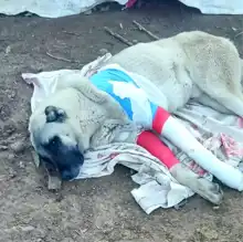 Avcılar Çoban Köpeğini Vurdu, Soruşturma Başladı