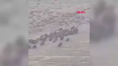 Baskil'de 100'e Yakın Domuz Sürüsü Görüntülendi!