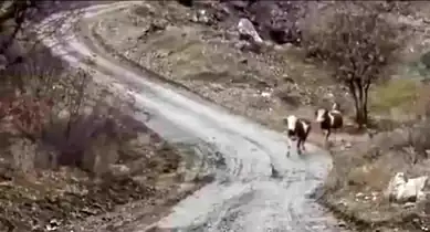 Elazığ'lı Besicinin İnekleriyle Sıcak Dostluğu