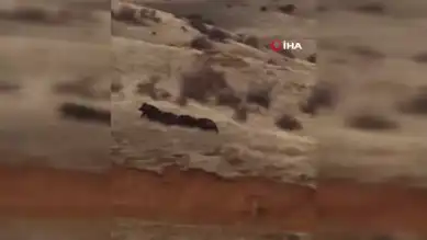 Çoban Köpeği Yaban Domuzlarını Kovala!