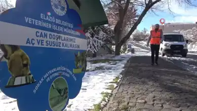 Sokak Hayvanları Kışa Hazırlanıyor: Belediyeden Destek