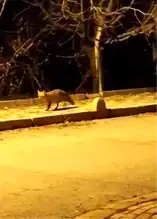 Aç Tilki Elazığ Şehir Merkezinde Görüntülendi