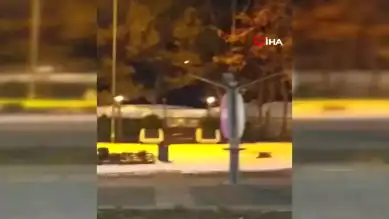 Aç Tilki Elazığ Şehrine İndi!