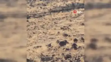 Aç Kurt, Doğu Anadolu Yerleşim Yerinde Görüntülendi