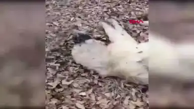 Elazığ'da Avcılar Çoban Köpeklerini Vurdu: 1 Ölü, 1 Yaralı