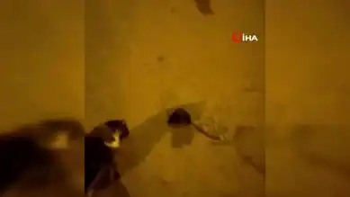 Elazığ'da Kedi ve Fare Oyunu Kameralara Yansıdı