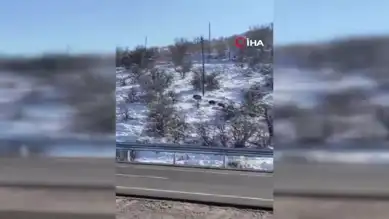 Tarihi Bölgede Domuz Sürüsü Görüntülendi