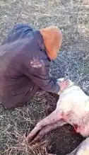 Elazığ'da Kangal Köpeği Vuruldu!