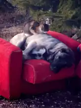 Elazığ'da Soğukta Sıcaklık: Kedi Köpeğin Sıcaklığıyla Isındı