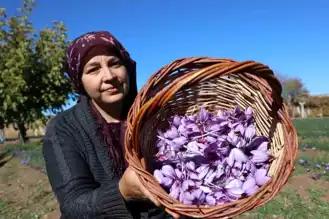 Doğu Anadolu'da Kırmızı Altın Hasadı