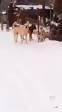 Yavru Köpeklerin Cesur Direnişi!