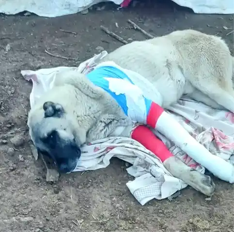 Avcılar Çoban Köpeğini Vurdu, Soruşturma Başladı