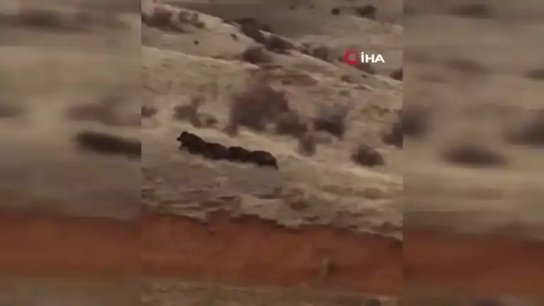 Çoban Köpeği Yaban Domuzlarını Kovala!