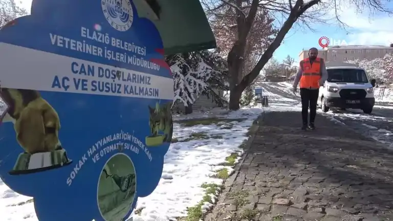 Sokak Hayvanları Kışa Hazırlanıyor: Belediyeden Destek