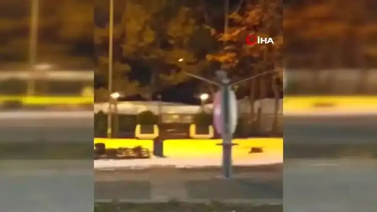 Aç Tilki Elazığ Şehrine İndi!