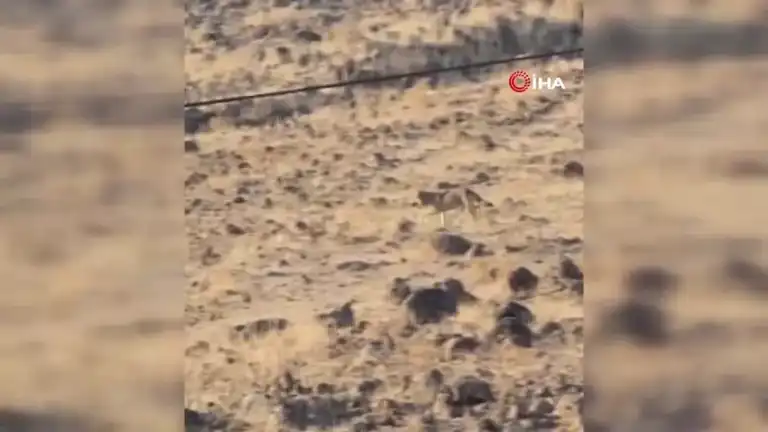 Aç Kurt, Doğu Anadolu Yerleşim Yerinde Görüntülendi