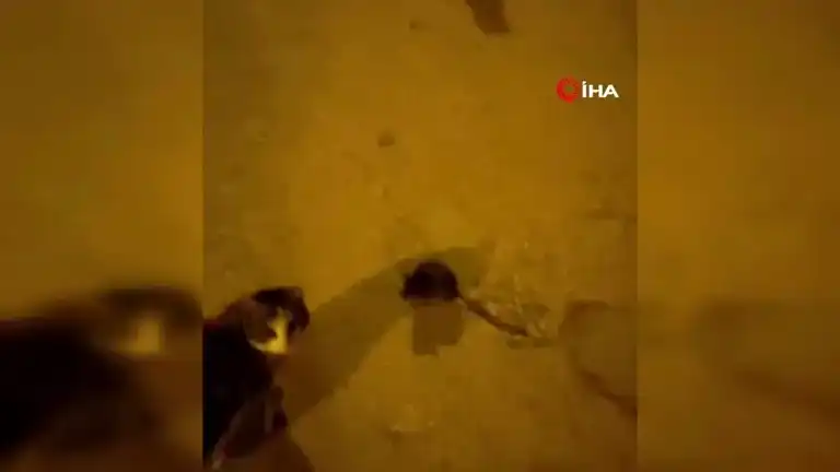 Elazığ'da Kedi ve Fare Oyunu Kameralara Yansıdı