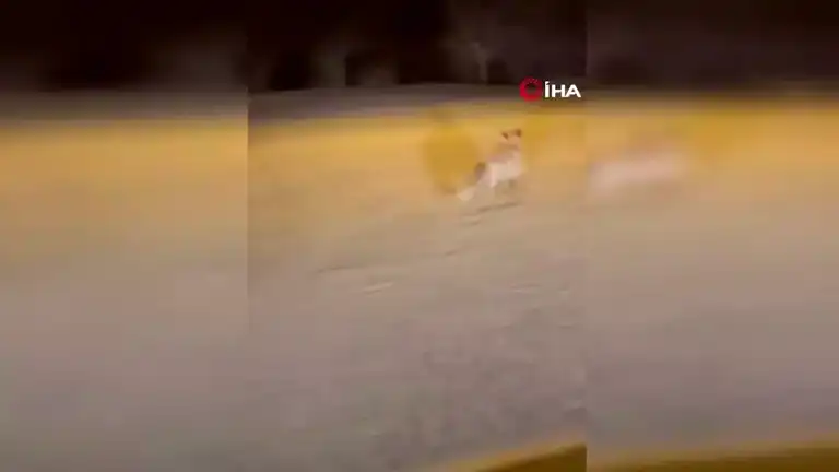 Elazığ Merkezinde Tilki Görüntülendi!