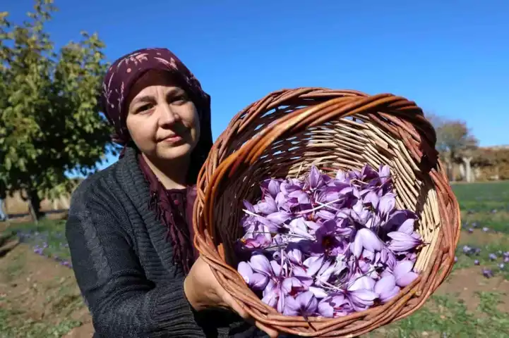 Doğu Anadolu'da Kırmızı Altın Hasadı