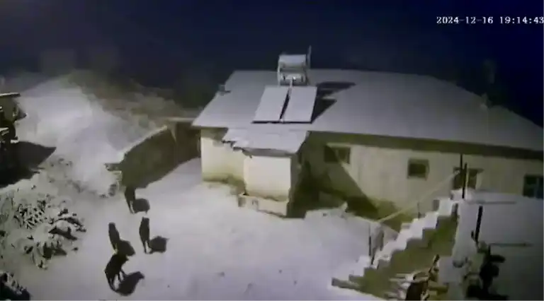 Elazığ'da Yaban Domuzu Sürüsü Köye İndi!